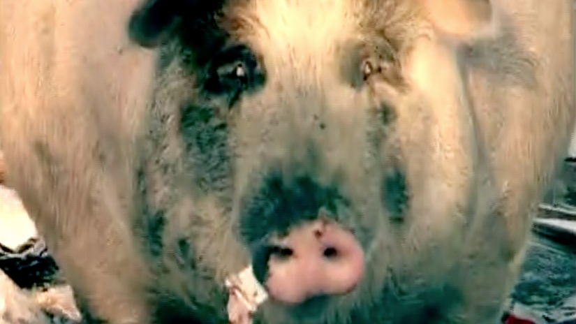 1 MINUTE DOCUMENTARY